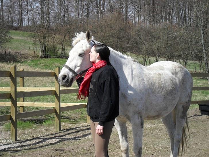 Shagya Araber (SH) Gilgamesh - R.I.P. billede 7