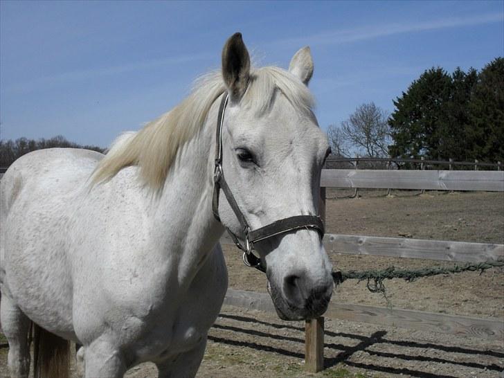 Shagya Araber (SH) Gilgamesh - R.I.P. billede 8