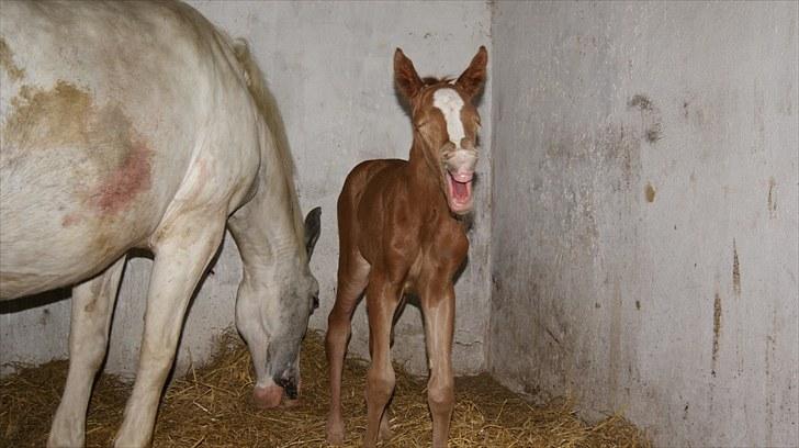 Pinto Schillinggaards Annabell - En nyfødt følle billede 1