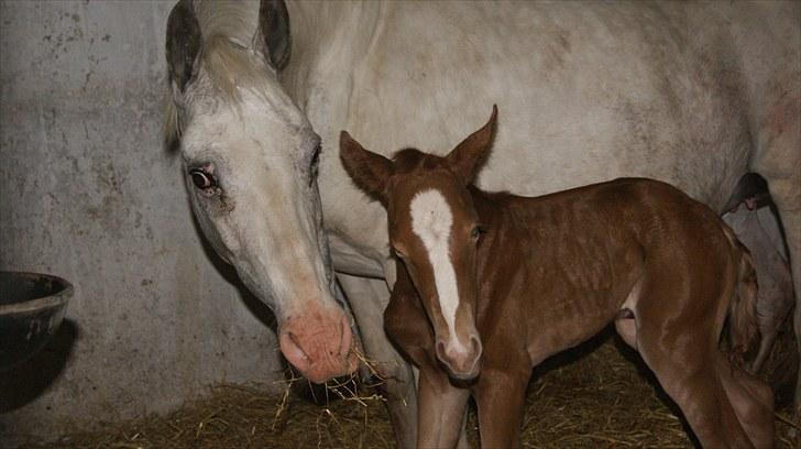 Pinto Schillinggaards Annabell billede 2