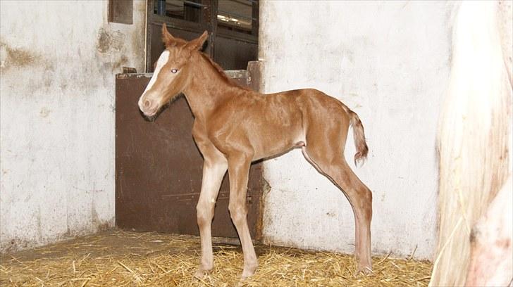 Pinto Schillinggaards Annabell billede 3