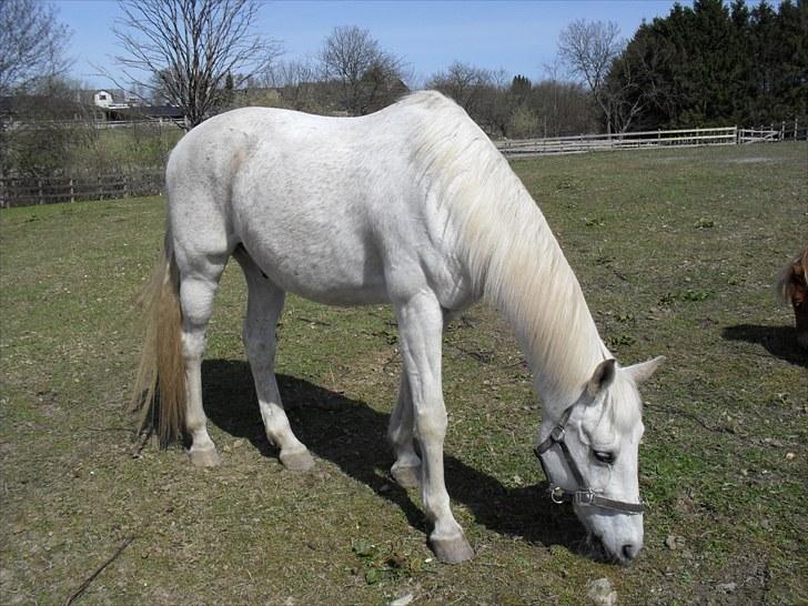 Shagya Araber (SH) Gilgamesh - R.I.P. billede 9