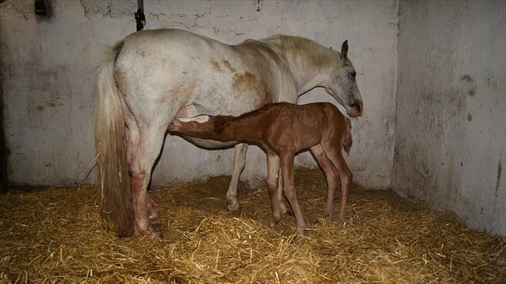 Pinto Schillinggaards Annabell billede 4