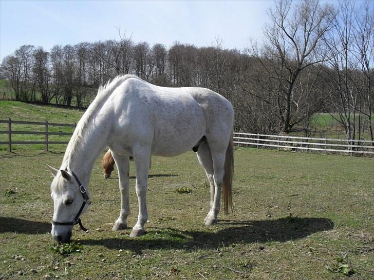 Shagya Araber (SH) Gilgamesh - R.I.P. billede 10