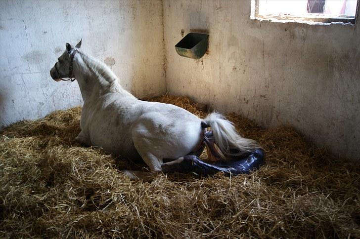 Pinto Schillinggaards Annabell billede 5