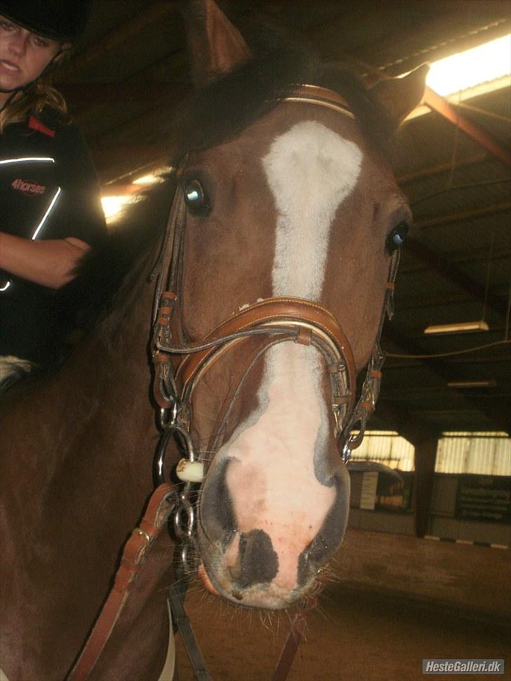 Dansk Varmblod Yasmin SOLGT - Barbie Hest! Foto Sandra billede 19