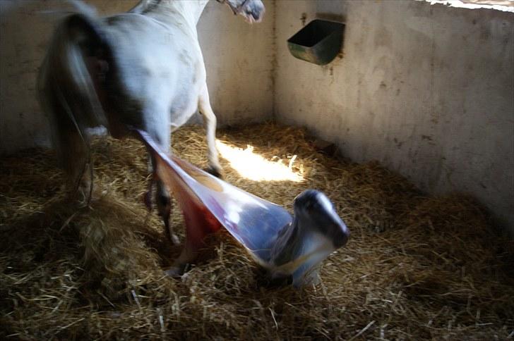 Pinto Schillinggaards Annabell billede 6