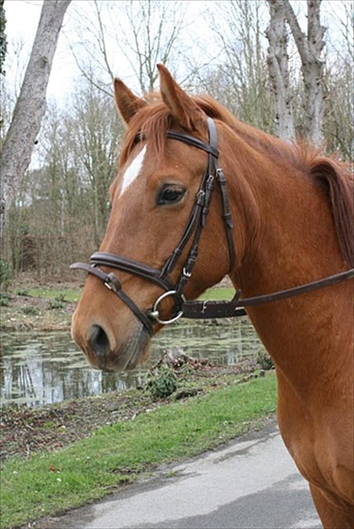 New Forest Hamilton<3( Ikk mere :´(  billede 7