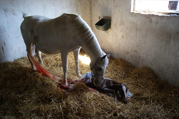 Pinto Schillinggaards Annabell billede 7