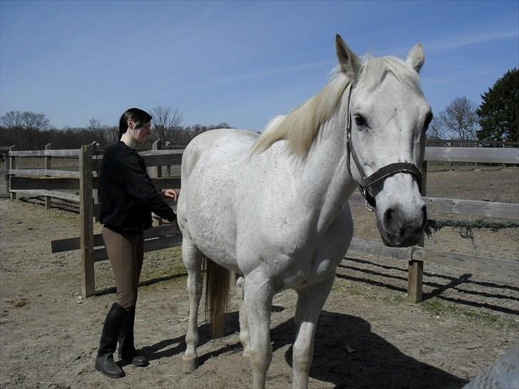 Shagya Araber (SH) Gilgamesh - R.I.P. billede 11