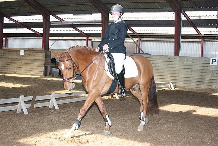 New Forest Hamilton<3( Ikk mere :´(  billede 8