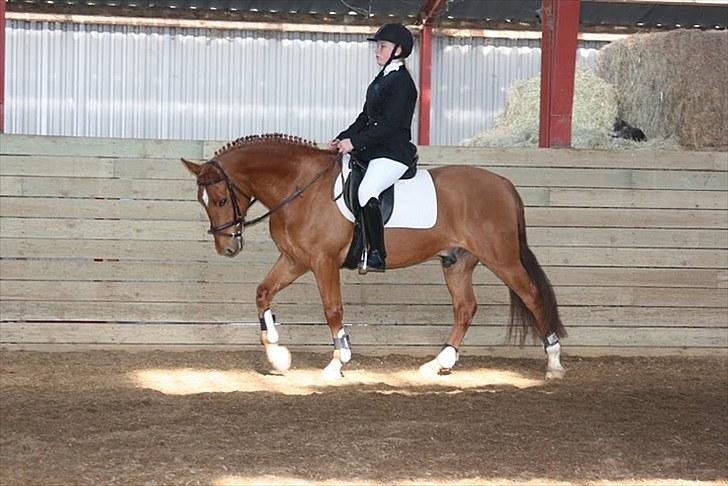 New Forest Hamilton<3( Ikk mere :´(  billede 9