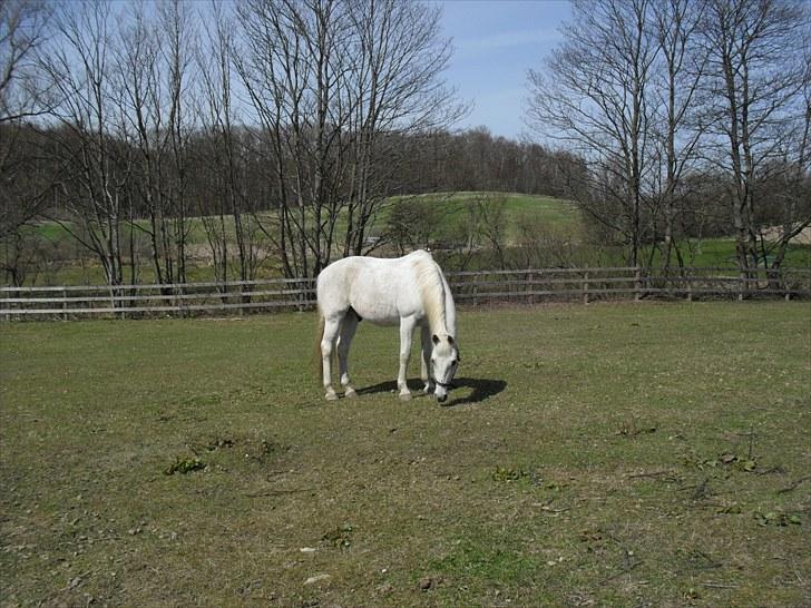 Shagya Araber (SH) Gilgamesh - R.I.P. billede 12