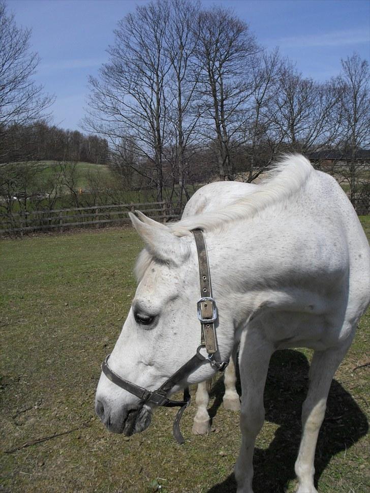 Shagya Araber (SH) Gilgamesh - R.I.P. billede 13