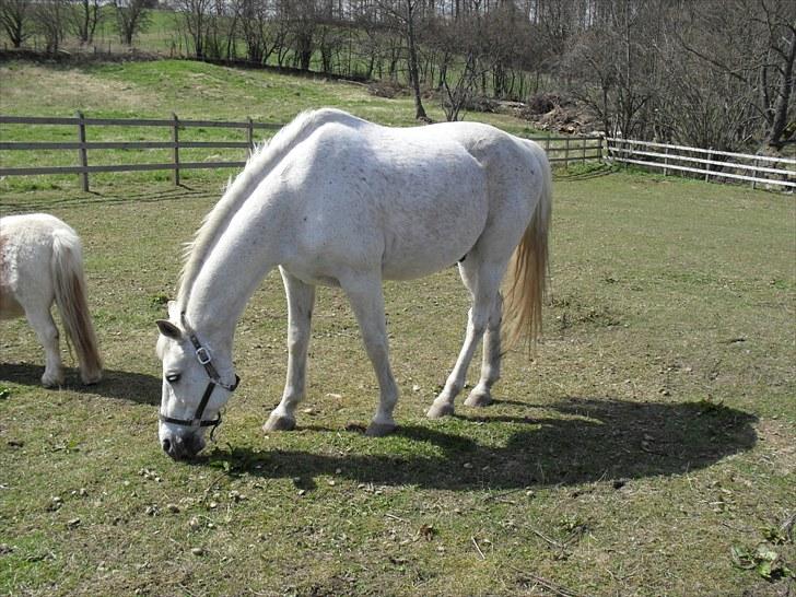 Shagya Araber (SH) Gilgamesh - R.I.P. billede 14