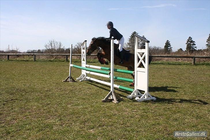 Anden særlig race Athos  billede 3