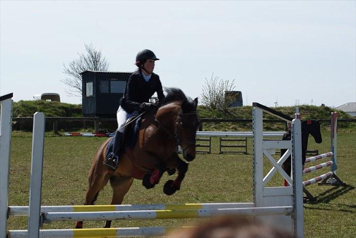 Anden særlig race Athos  billede 4