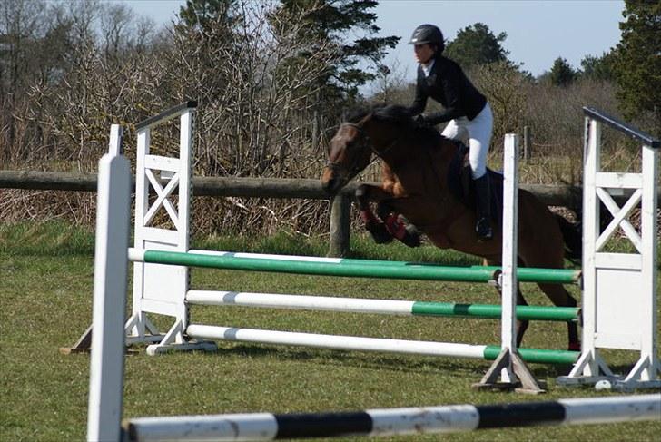 Anden særlig race Athos  billede 5