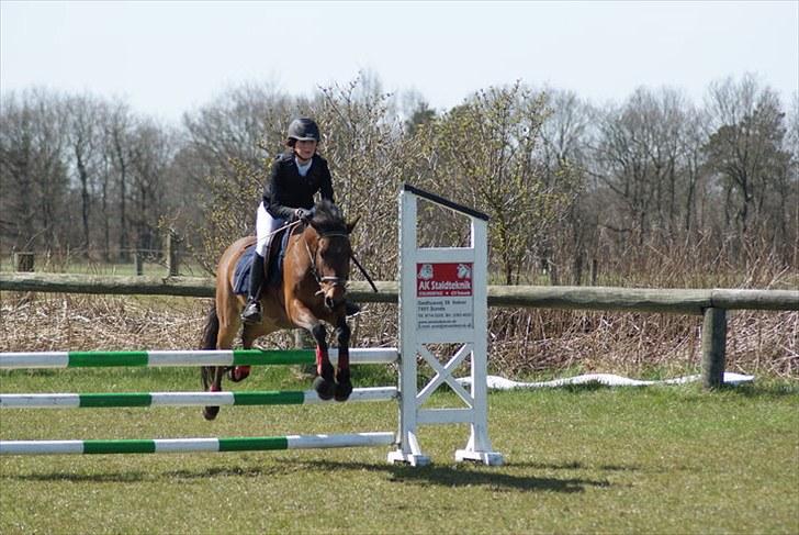 Anden særlig race Athos  billede 6