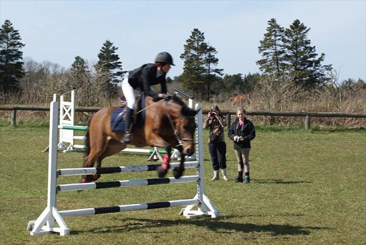 Anden særlig race Athos  billede 7