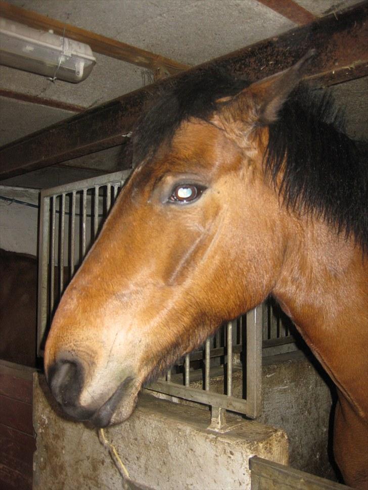 Anden særlig race Athos  billede 8