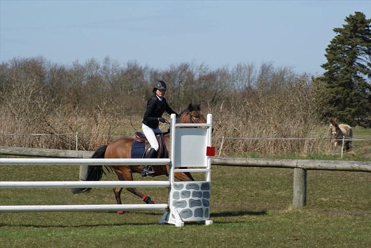 Anden særlig race Athos  billede 9