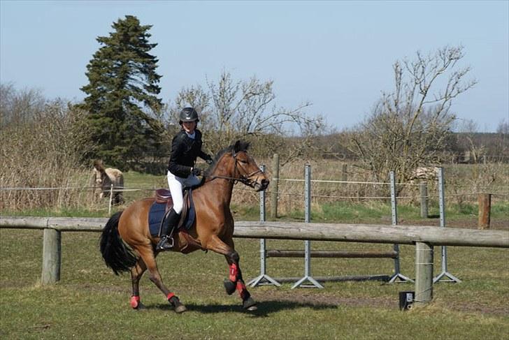 Anden særlig race Athos  billede 10