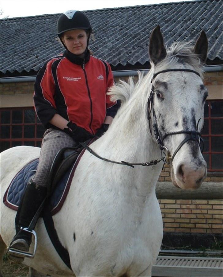 Knabstrupper Timian billede 1
