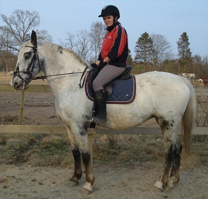 Knabstrupper Timian billede 3
