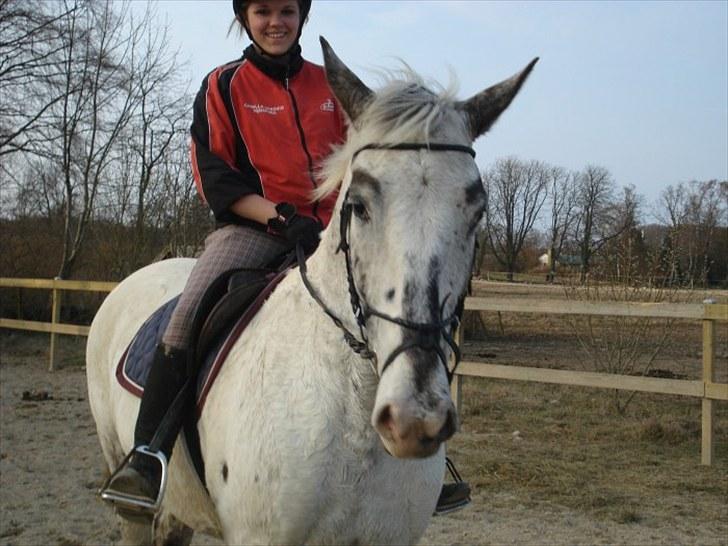 Knabstrupper Timian billede 4