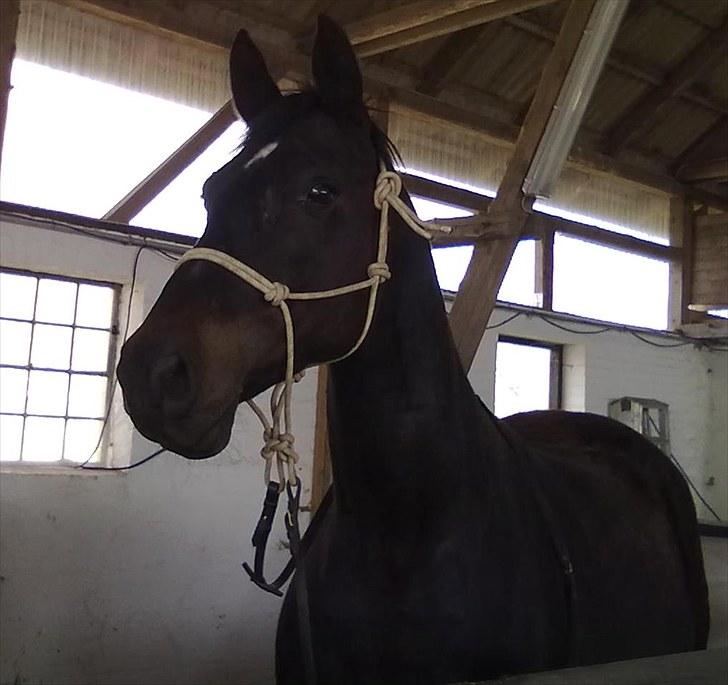 Dansk Varmblod Haifa - Hej siger den lille Haf :D billede 1