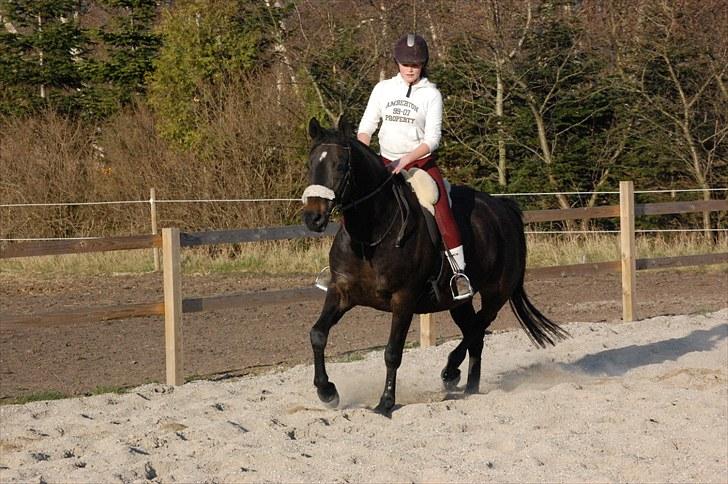 Dansk Varmblod Haifa - På bane, hun er ikk i fol, bare lidt buttet ;)  billede 2