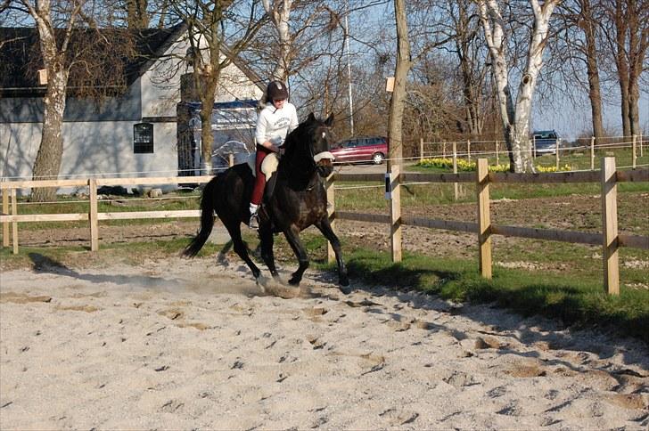 Dansk Varmblod Haifa billede 3