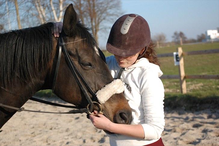 Dansk Varmblod Haifa - rigtigt træt efter træning billede 4