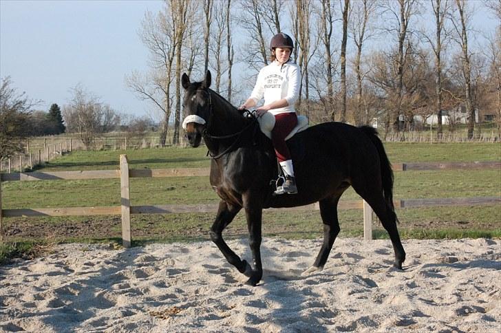 Dansk Varmblod Haifa billede 6