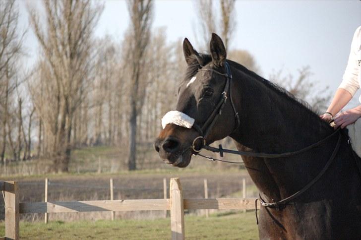 Dansk Varmblod Haifa billede 7