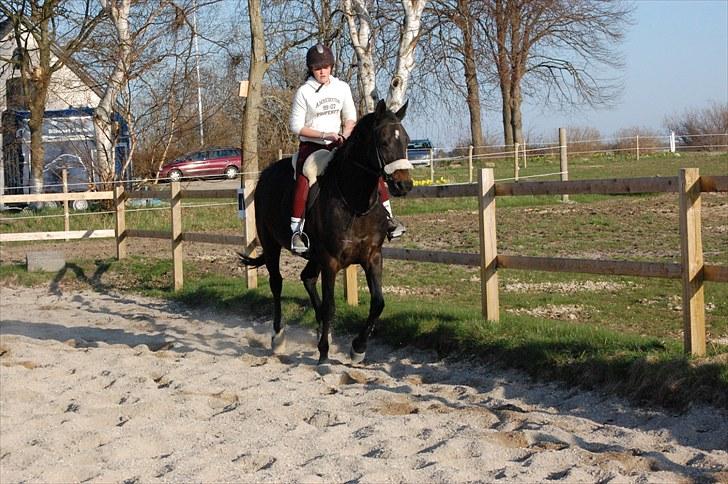 Dansk Varmblod Haifa billede 8