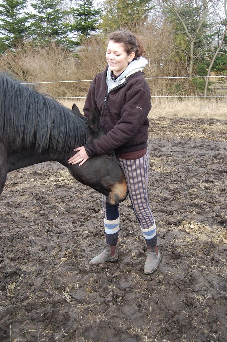 Dansk Varmblod Haifa billede 10