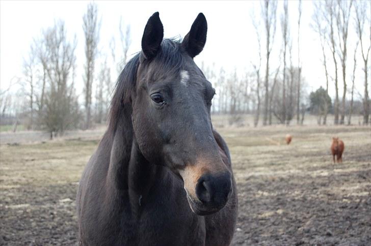 Dansk Varmblod Haifa billede 11
