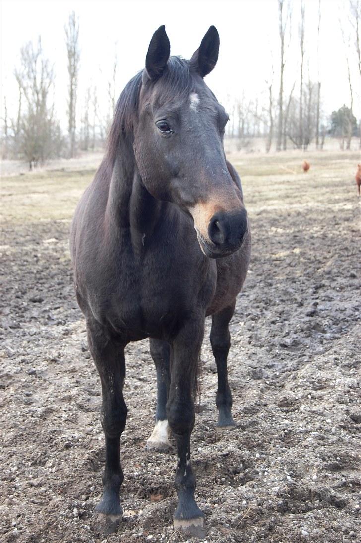 Dansk Varmblod Haifa billede 12