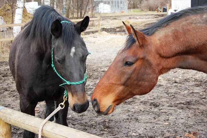 Dansk Varmblod Haifa - Haf & Rony billede 13