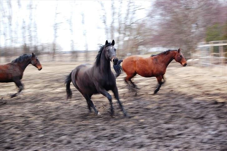 Dansk Varmblod Haifa - Hypperne på folden  billede 14