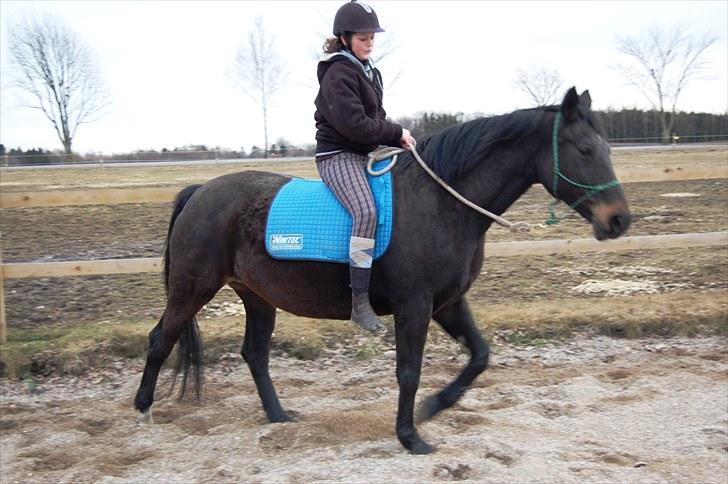 Dansk Varmblod Haifa - Første gang jeg sad på Haf heheh  billede 15