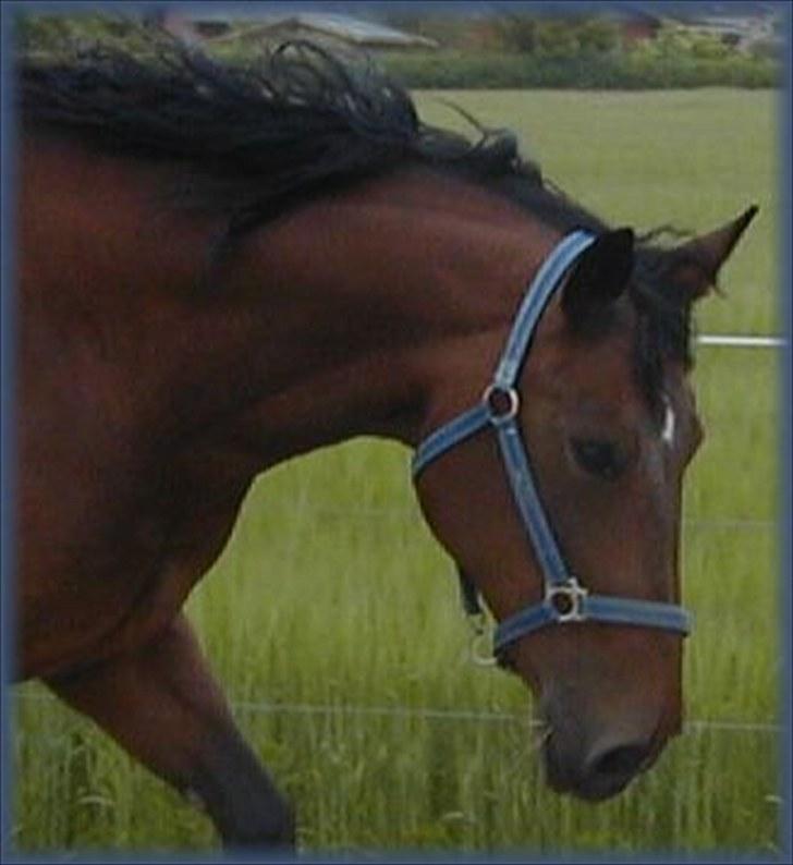 Holstener Lady Coco billede 1