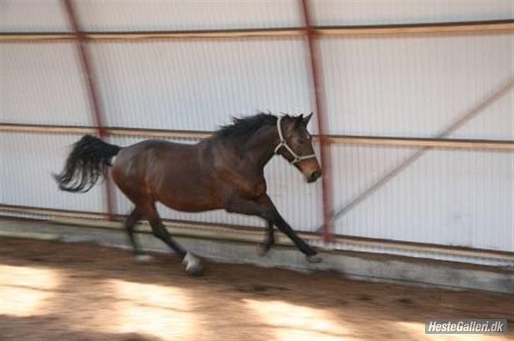 Holstener Lady Coco billede 4