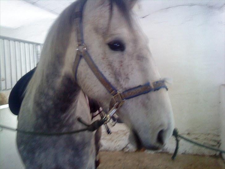 Holstener Rocky billede 9