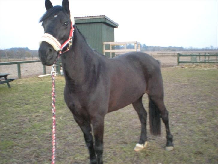 Welsh Cob (sec D) Holly billede 3
