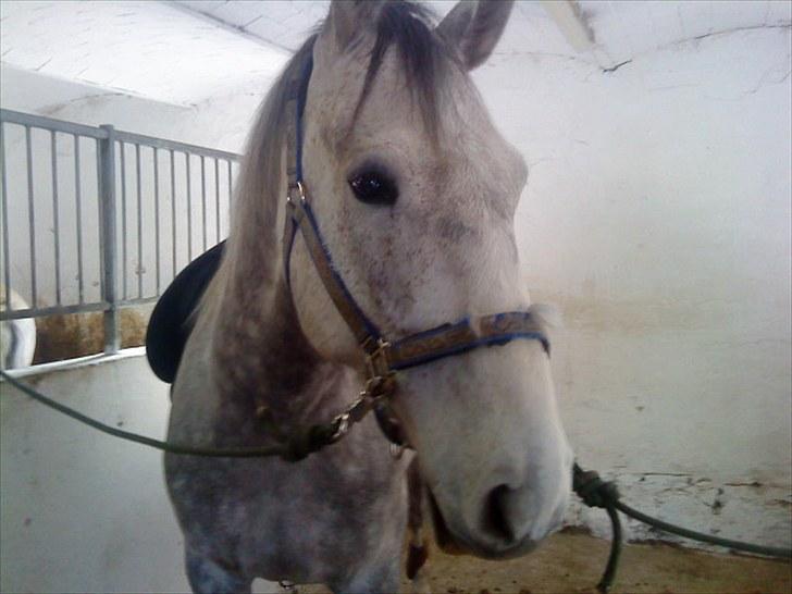 Holstener Rocky billede 10