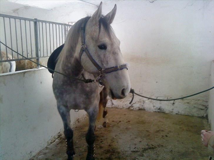 Holstener Rocky billede 11