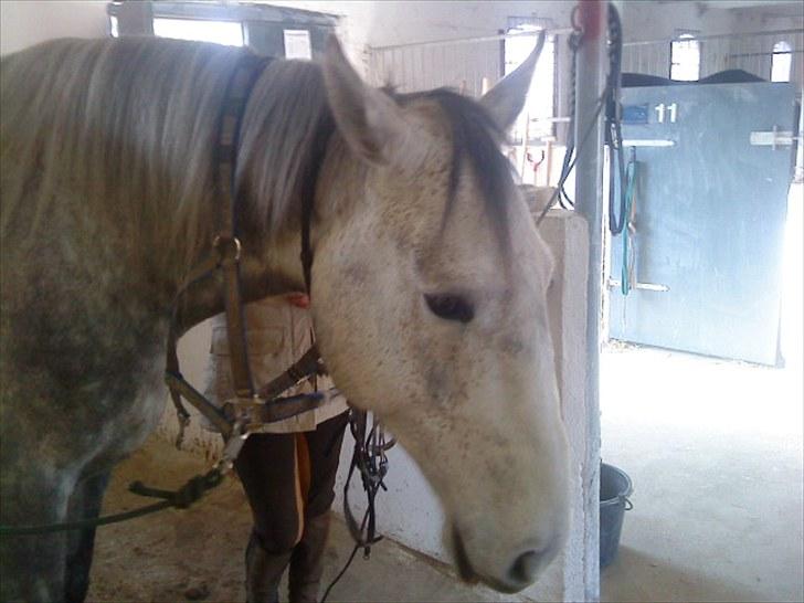 Holstener Rocky billede 12